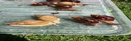 Snails invertebrates for sale: Giant African Snails for sale! - Advert 3