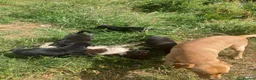 Labrador Retriever dogs for sale: Labrador puppies - Advert 11