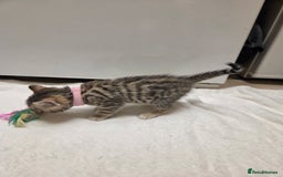Bengal cats for sale: Beautiful 1/2 bengal kittens - Image 18