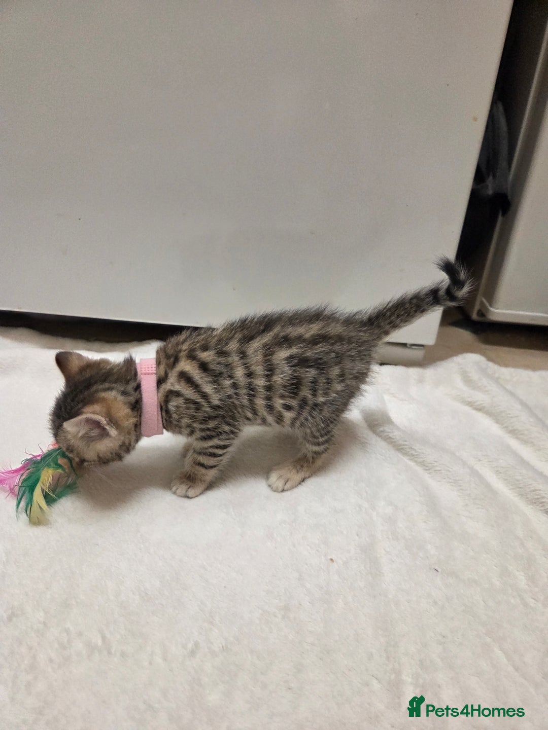 Bengal cats for sale: Beautiful 1/2 bengal kittens - Image 18