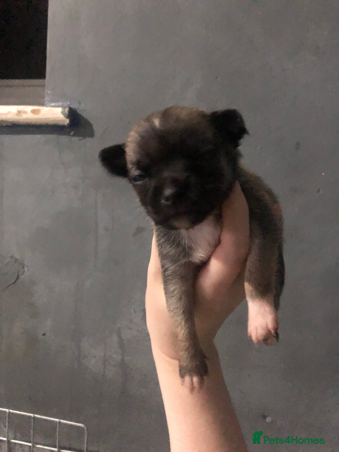 Pomchi dogs for sale: 🐾MALE POMCHI PUPPIES🐾 - Advert 14