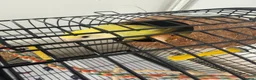 Lovebirds birds for sale: Bonded Male & Female Lovebird Pair – £45 in Barking - Advert 2