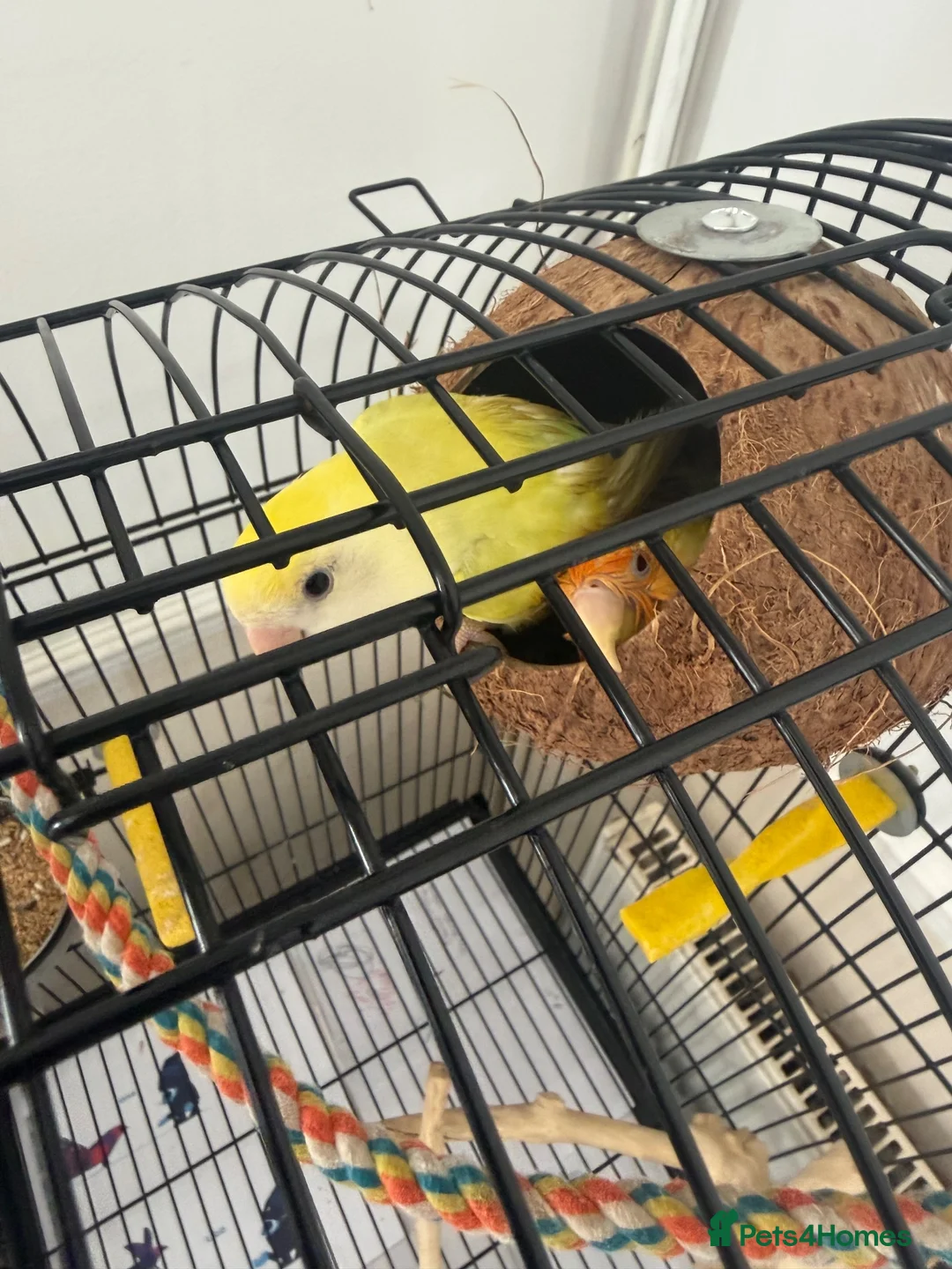 Lovebirds birds for sale: Bonded Male & Female Lovebird Pair – £45 in Barking - Advert 2