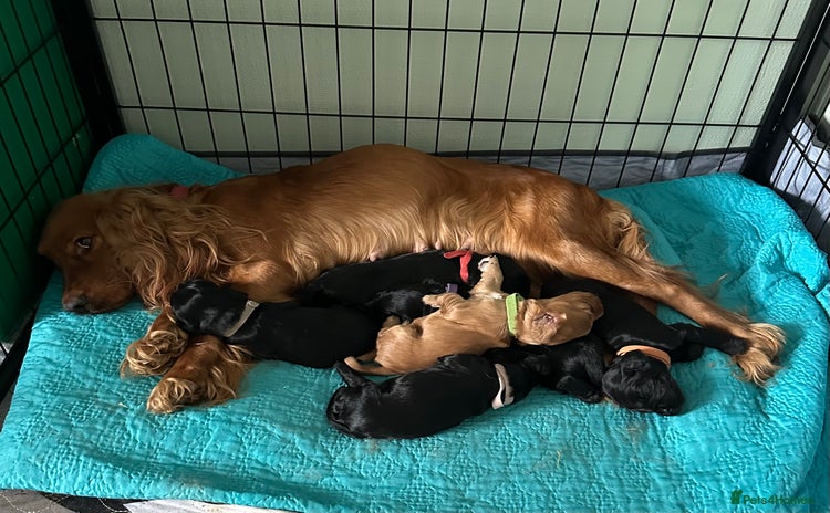 Cocker Spaniel dogs - Advert 15