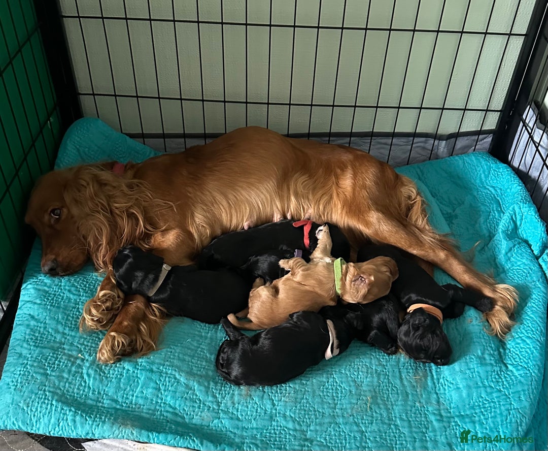 Cocker Spaniel dogs for sale: Beautiful Cocker Spaniel Puppies - Image 1