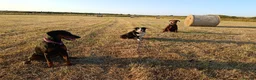 Dobermann dogs for sale: Dobermann puppies - Advert 5