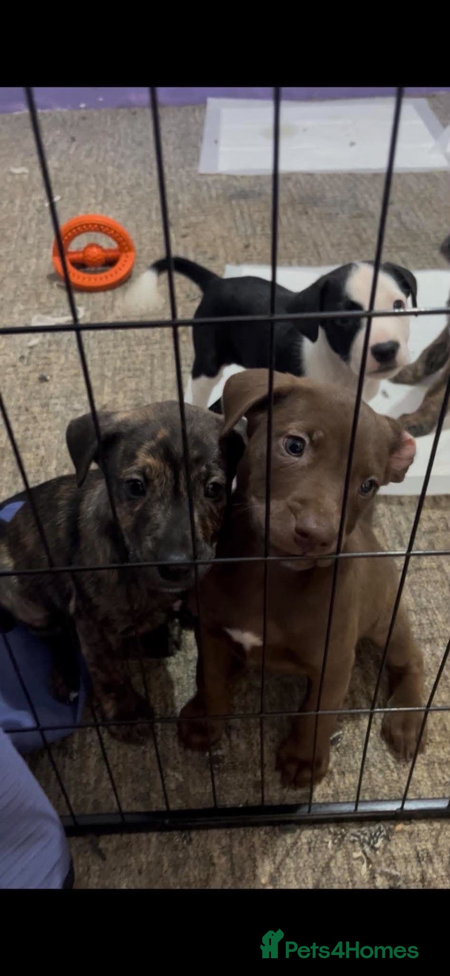 Mixed Breed dogs Beautiful bull lurcher pups  - Advert 3