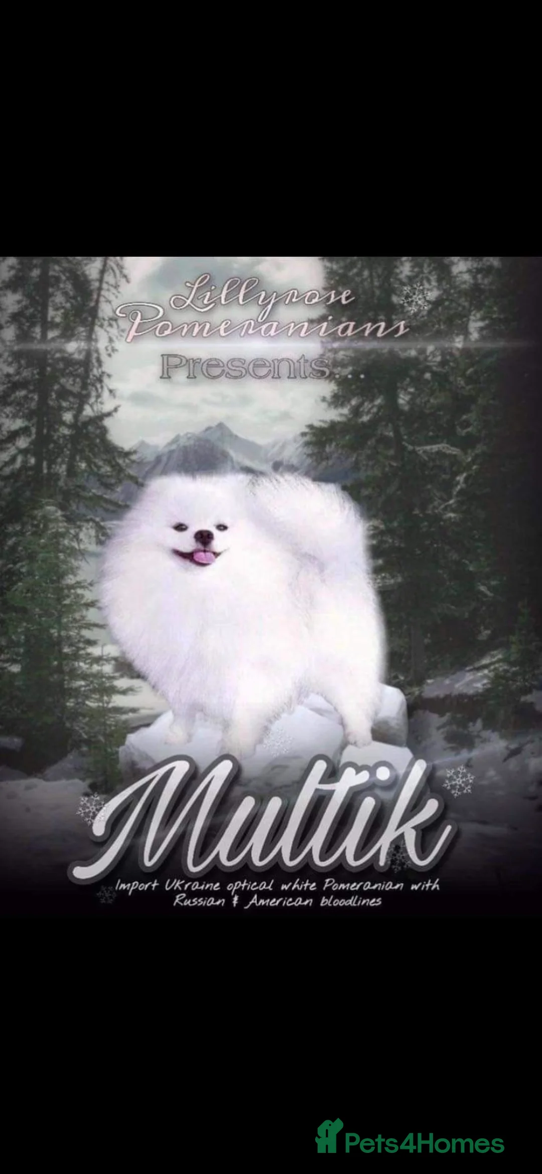 Pomeranian dogs for stud: 1.9kg tiny Proven Ukraine import stud kc reg  in Ferryhill - Advert 3