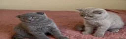 Scottish Fold cats for sale: 3 lovely Scotish Fold kittens  - Advert 7