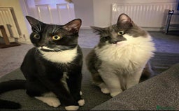 Mixed Breed cats for sale: Flimflam & Bojo - Image 11
