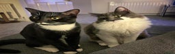 Mixed Breed cats for sale: Flimflam & Bojo - Advert 11