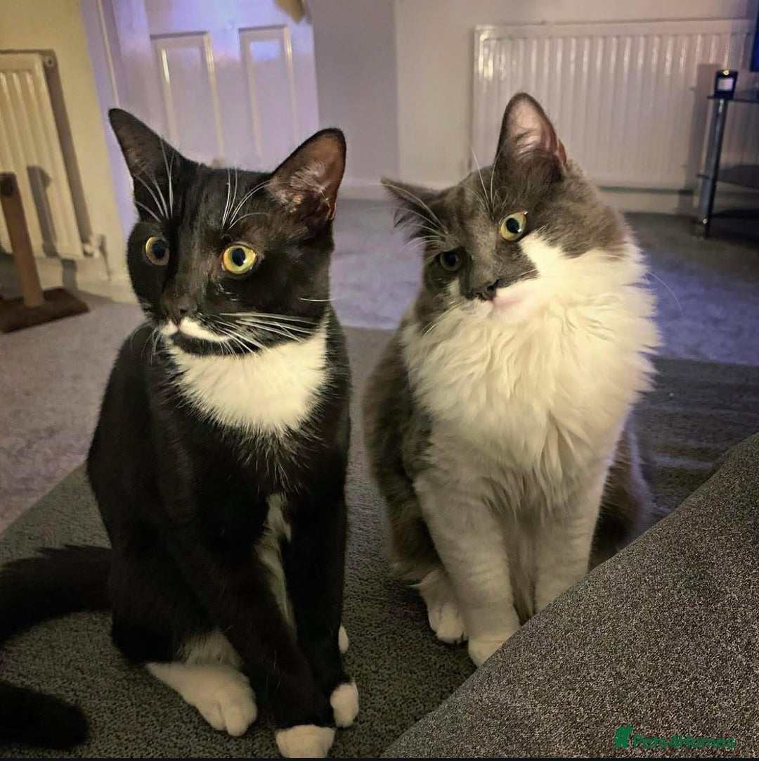 Mixed Breed cats for sale: Flimflam & Bojo - Image 11