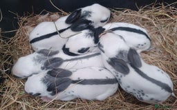 English rabbits for sale: Vaccinated purebred baby English rabbits - Image 5