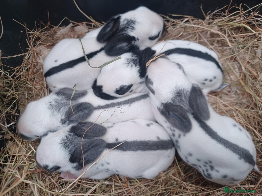 English rabbits for sale: Vaccinated purebred baby English rabbits - Image 5