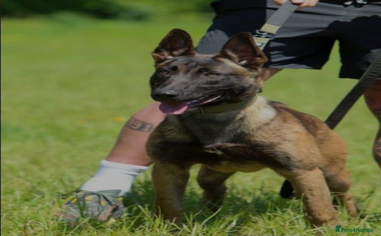 Mixed Breed dogs Belgian Malinois Puppies  - Advert 2