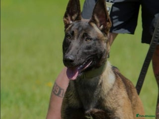 Mixed Breed dogs Belgian Malinois Puppies - Advert 4