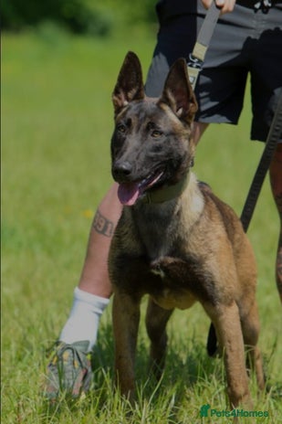 Mixed Breed dogs Belgian Malinois Puppies - Advert 2