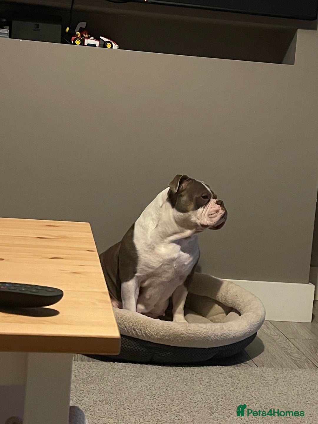 Olde English Bulldogge dogs for sale: Olde English bulldogge for sale  - Image 4
