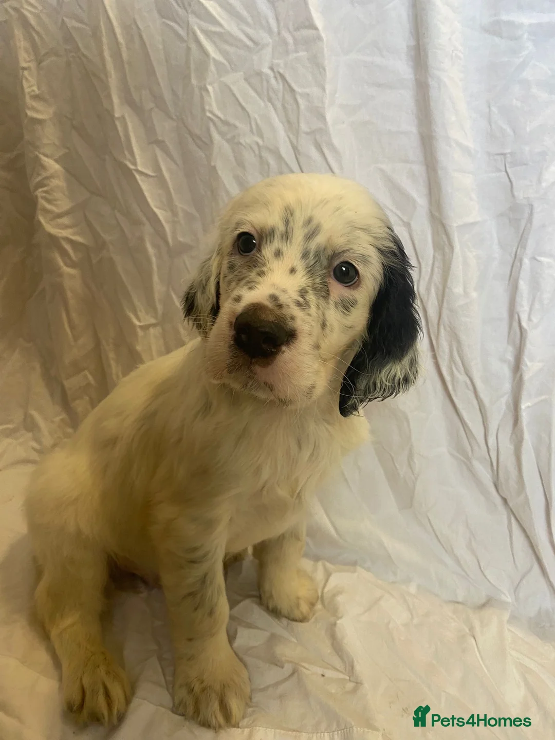English Setter dogs for sale: English Setter Puppies RKC registered - Advert 2