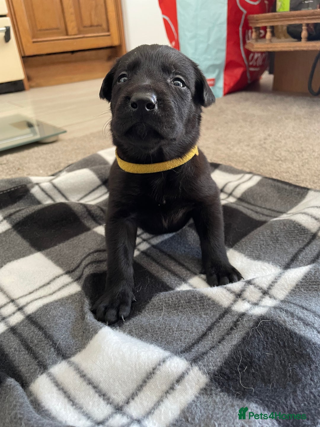 Mixed Breed dogs for sale: Belgium shepherd cross Rottweiler Labrador  - Image 19