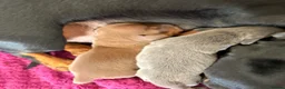 Miniature Dachshund dogs for sale: Isabella, Black and Tan, brown miniature dachshund in Sheffield - Advert 2