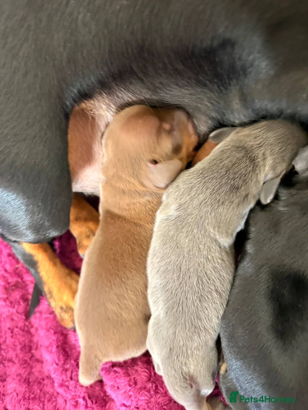 Miniature Dachshund dogs for sale: Isabella, Black and Tan, brown miniature dachshund in Sheffield - Advert 2