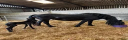 Friesian horses for sale: COLT BORN 2026 RESEVE DEPOST TAKEN NOW - Advert 3