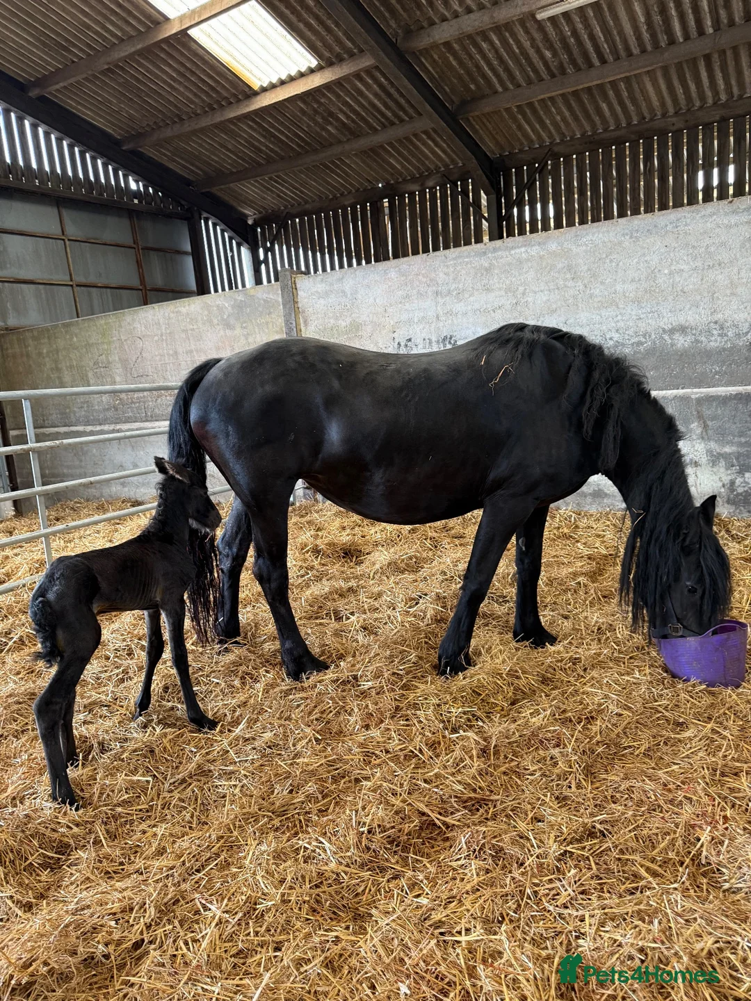 Friesian horses for sale: COLT BORN 2026 RESEVE DEPOST TAKEN NOW - Advert 3
