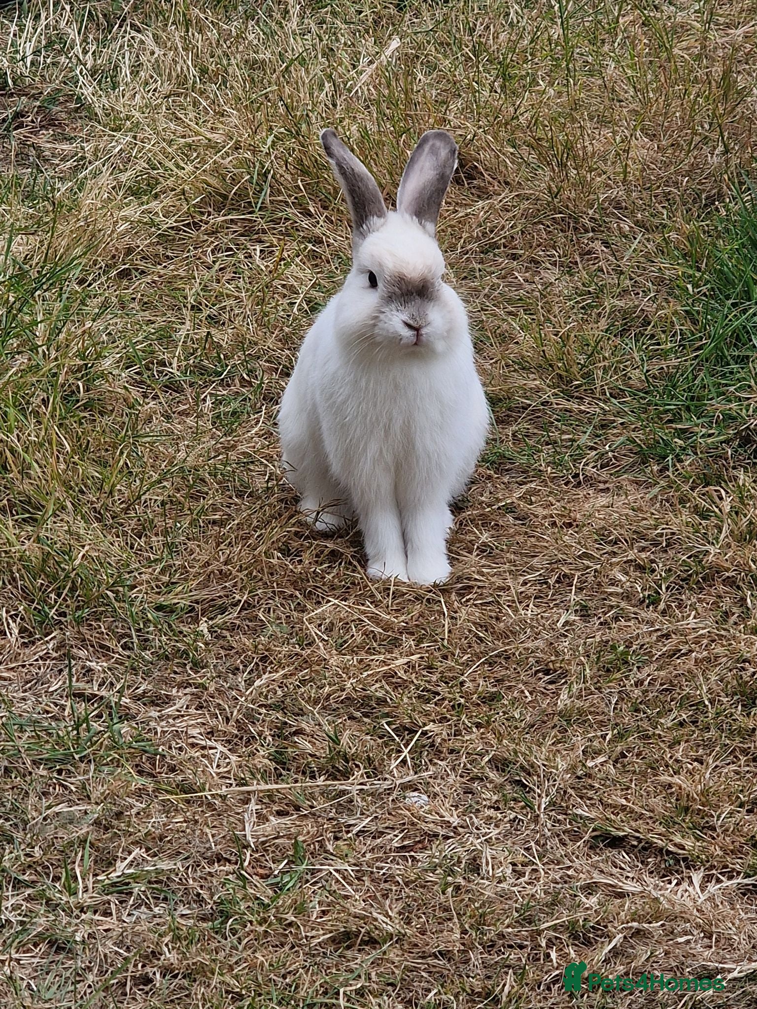 Mixed Breed rabbits  🐰Looking Forever loving Home for My prince kav💙 - Advert 1