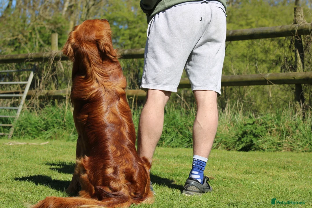 Golden Retriever dogs for stud: Dark Golden Retriever stud dog in Newark - Advert 10