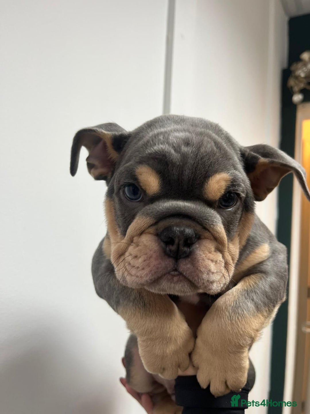 English Bulldog dogs for sale: 6 TOP QUALITY ENGLISH BULLDOG PUPPIES  - Advert 8