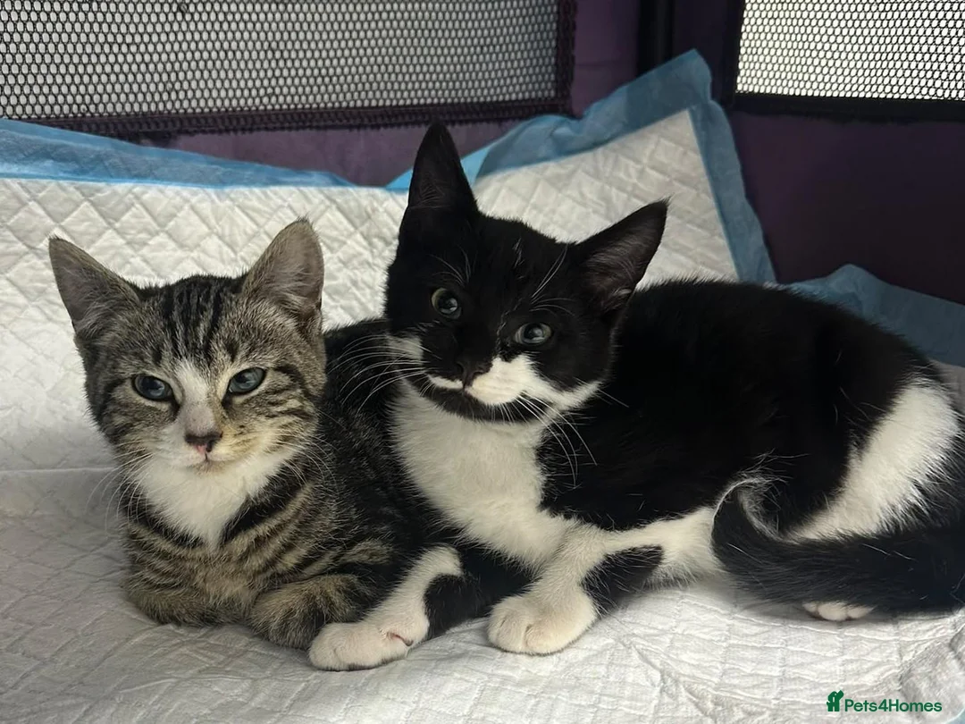 Mixed Breed cats for sale: Kittens ready for their homes - Advert 1