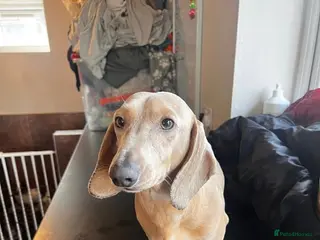 Miniature Dachshund dogs Cream miniature dachshund - Advert 2