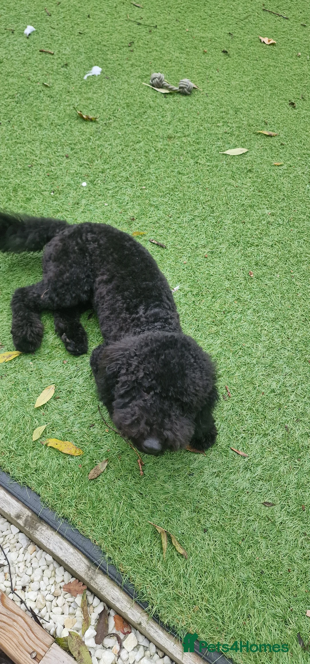 Cockapoo dogs for sale: Looking to rehome our Pup 'ROSCOE 9month old male  - Advert 6