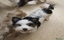 Yorkshire Terrier dogs for sale: 🩷 DNA TESTED 🩷 Biewer female  - Image 4