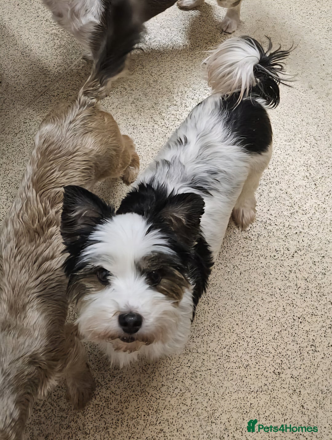 Yorkshire Terrier dogs for sale: 🩷 DNA TESTED 🩷 Biewer female  - Image 4