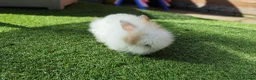Lionhead rabbits for sale: Lionhead bunnies for sale in Birkenhead - Advert 3