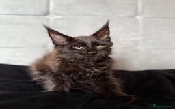 Maine Coon cats for sale: TICA registered purebred Maine Coon kittens - Image 7