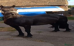 Welsh Section D horses for sale: Project 15hh Welsh Section D Mare  - Image 6