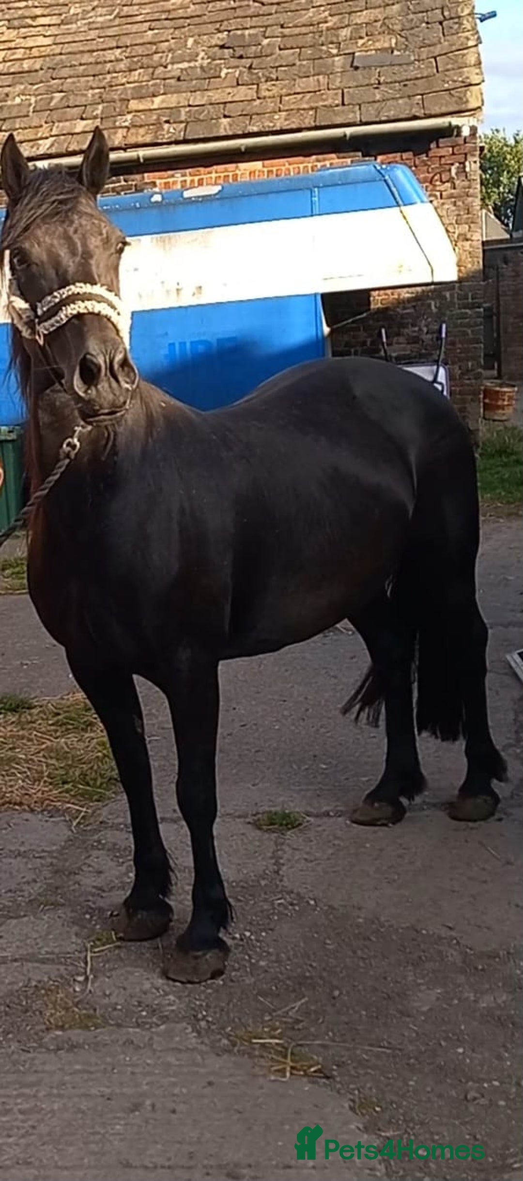 Welsh Section D horses for sale: Project 15hh Welsh Section D Mare  - Image 6