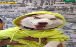 Siberian Husky dogs for sale: Siberian husky  - Image 7