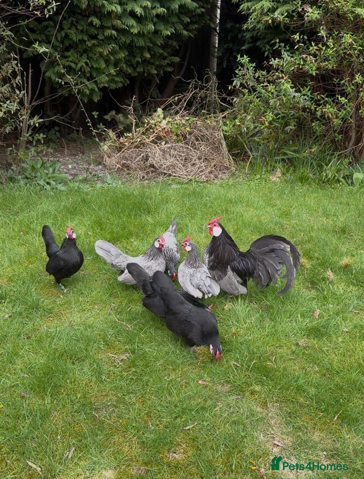 Chickens poultry Exhibition Rosecomb bantams - Advert 1