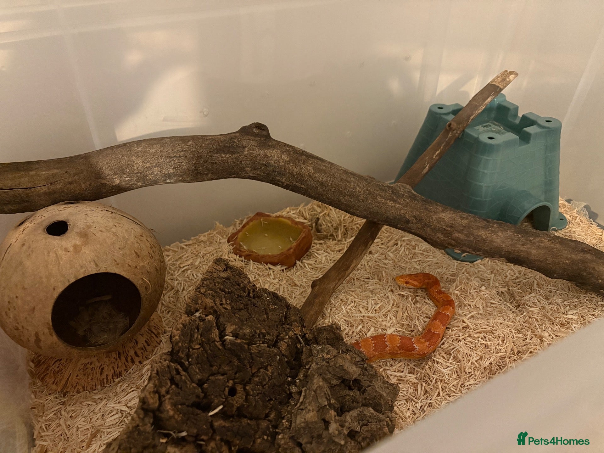 Corn Snake reptiles Corn snake (chaos) - Advert 1