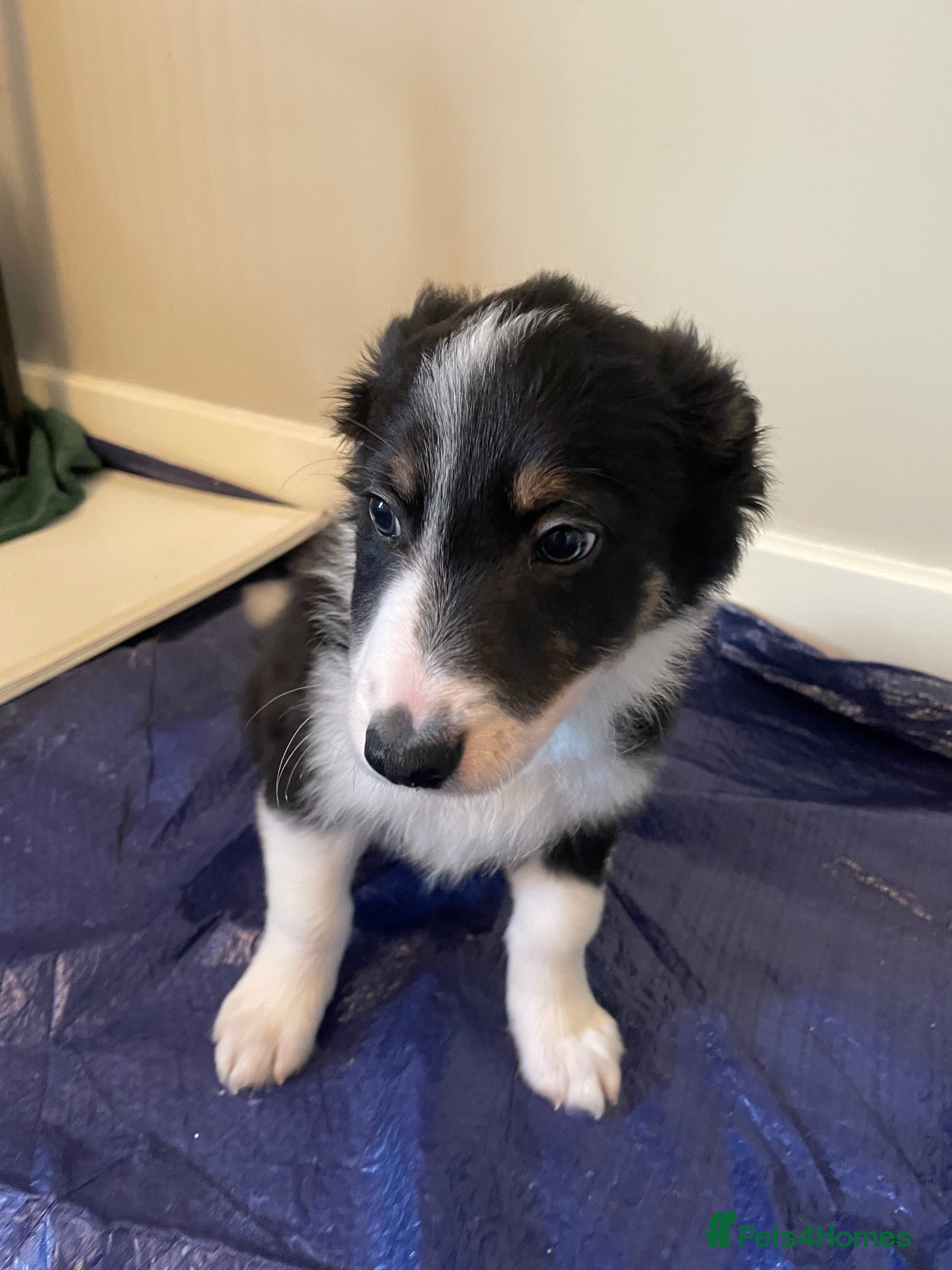 Australian Shepherd dogs Australian Shepherd Dogs  - Advert 2
