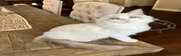 Ragdoll cats for sale: purebred Ragdoll kittens for sale  - Advert 8