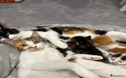 Mixed Breed cats for sale: Black and white female - Image 5