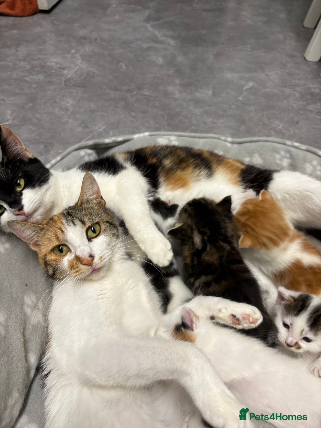 Mixed Breed cats for sale: Black and white female - Image 5