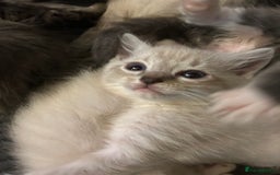 Ragdoll cats for sale: 3 blue lynx and 1  blue Ragdoll x Bengal kittens  - Image 1