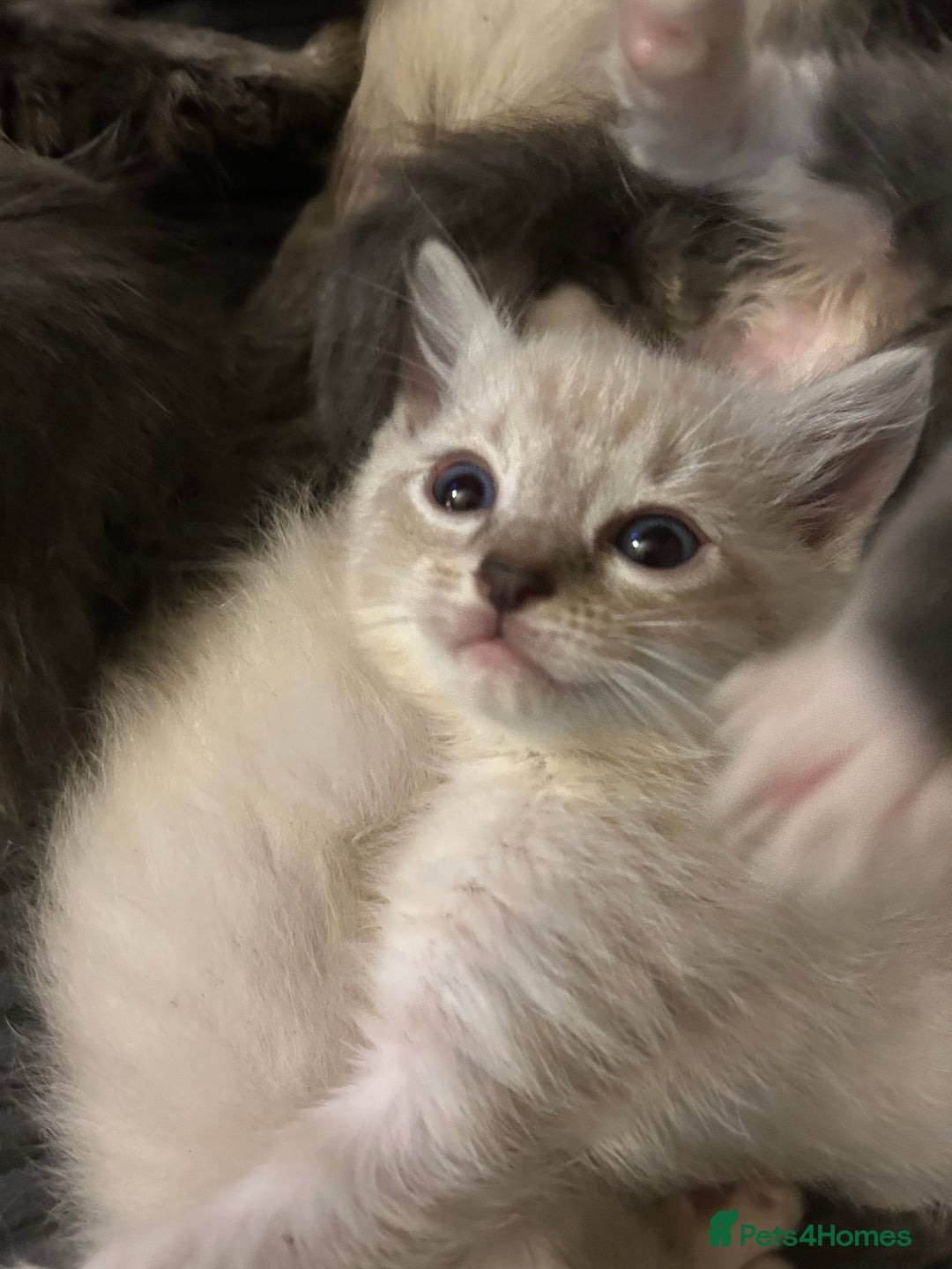 Ragdoll cats for sale: 3 blue lynx and 1  blue Ragdoll x Bengal kittens  - Image 1