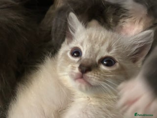 Ragdoll cats - Advert 31
